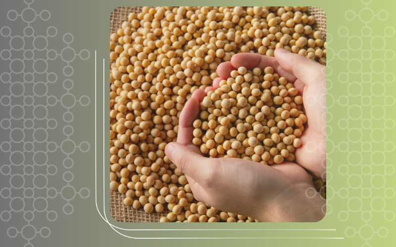 Qualidade da proteína de soja: precisamos pensar e planejar nossas unidades armazenadores
